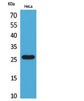 Anti-DCL-1 Rabbit Polyclonal Antibody