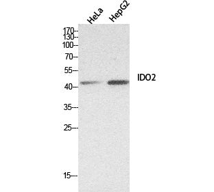 Anti-IDO 2 Rabbit Polyclonal Antibody