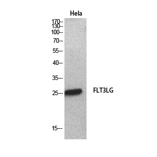 Anti-Flt3 Ligand Rabbit Polyclonal Antibody