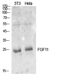 Anti-FGF11 Rabbit Polyclonal Antibody