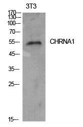 Anti-AChR alpha1 Rabbit Polyclonal Antibody