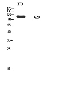 Anti-ANKRD20A1 Rabbit Polyclonal Antibody