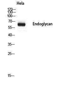Anti-Endoglycan Rabbit Polyclonal Antibody