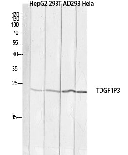 Anti-Cripto 3 Rabbit Polyclonal Antibody