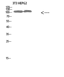 Anti-Collagen XXVIII alpha 1 Rabbit Polyclonal Antibody