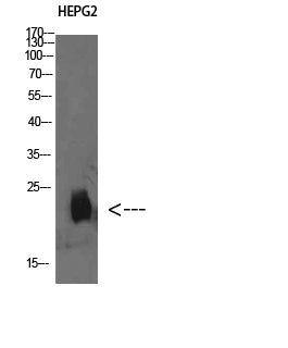 Anti-Plasminogen Receptor Rabbit Polyclonal Antibody