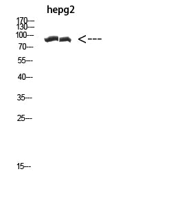 Anti-Cactin Rabbit Polyclonal Antibody