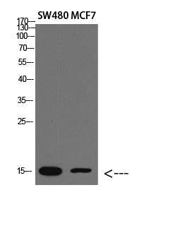 Anti-RPA3 Rabbit Polyclonal Antibody