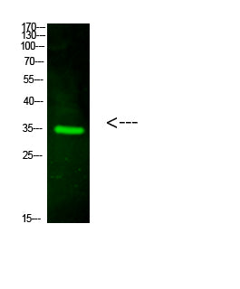 Anti-VSIG2 Rabbit Polyclonal Antibody