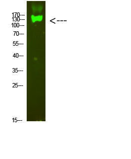 Anti-Integrin beta 7 Rabbit Polyclonal Antibody