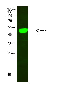Anti-C1RL Rabbit Polyclonal Antibody