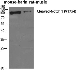 Anti-Cleaved-Notch1 Rabbit Polyclonal Antibody