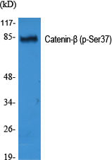 Anti-Phospho-beta Catenin (Ser37) Rabbit Polyclonal Antibody