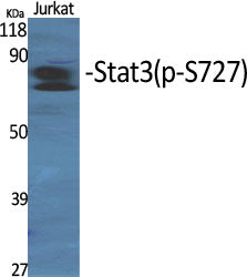 Anti-Phospho-STAT3 (Ser727) Rabbit Polyclonal Antibody