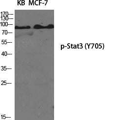 Anti-Phospho-STAT3 (Tyr705) Rabbit Polyclonal Antibody