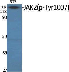 Anti-Phospho-JAK2 (Tyr1007) Rabbit Polyclonal Antibody