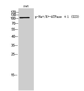 Anti-Phospho-alpha 1 Sodium Potassium ATPase (Ser23) Rabbit Polyclonal Antibody