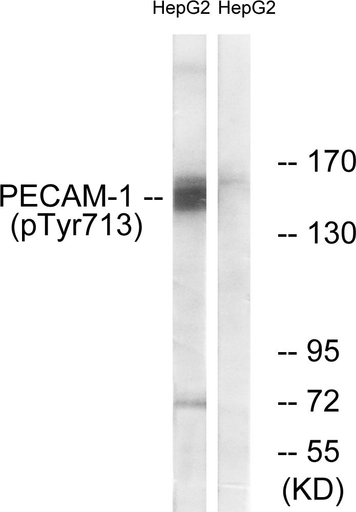 Anti-Phospho-CD31 (Tyr713) Rabbit Polyclonal Antibody