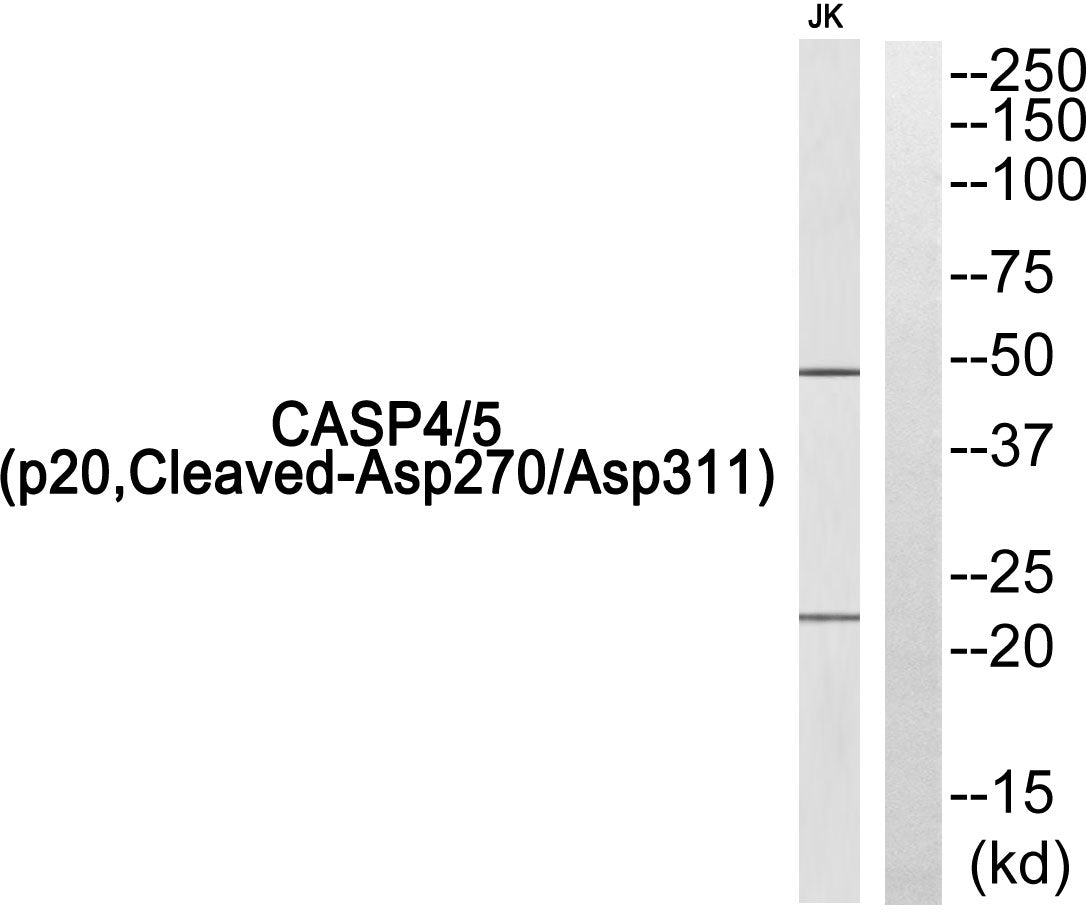 Anti-Cleaved-Caspase 4/5 p20 Rabbit Polyclonal Antibody