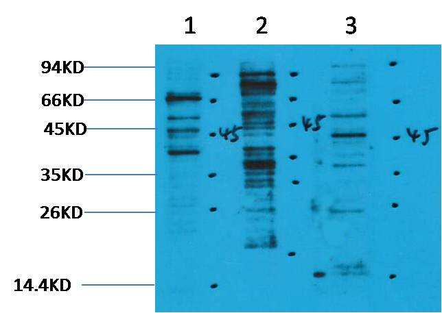 Anti-Methyl-Lysine Rabbit Polyclonal Antibody