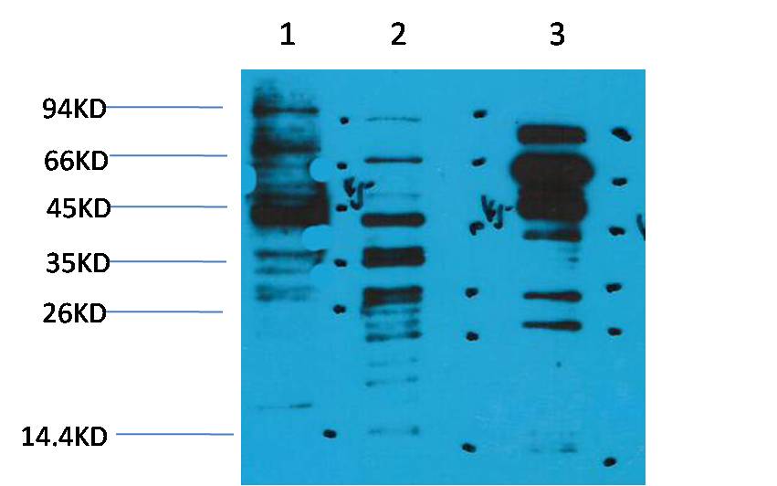 Anti-Acetyl-Lysine Rabbit Polyclonal Antibody