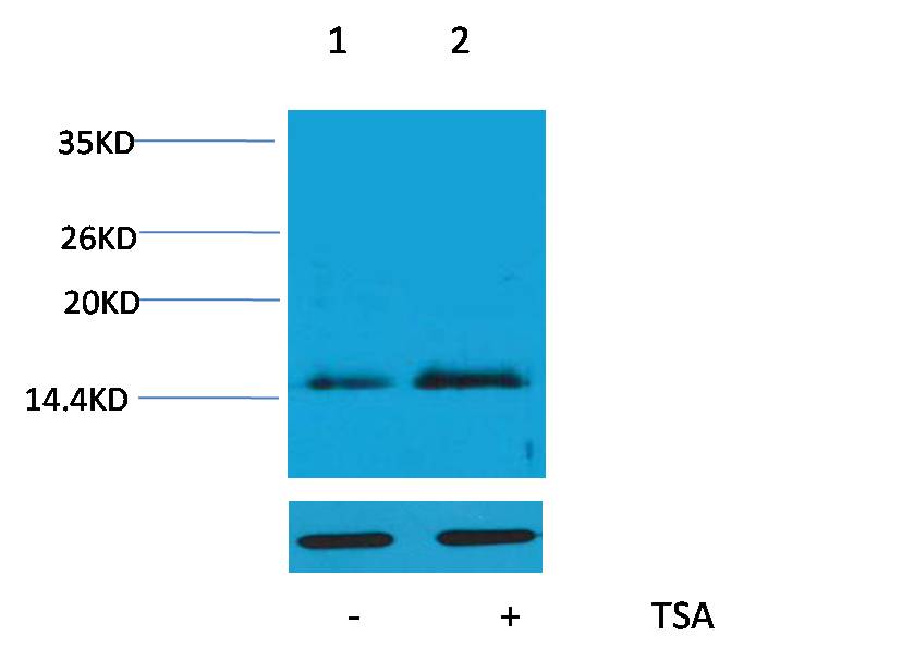 Anti-Acetyl-Histone H4 (Lys16) Rabbit Polyclonal Antibody