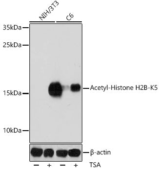 Anti-Acetyl-Histone H2B (Lys5) Rabbit Polyclonal Antibody