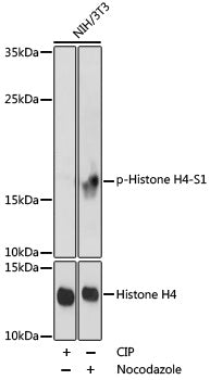 Anti-Phospho-Histone H4 (Ser1) Rabbit Polyclonal Antibody