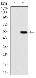 Anti-PHC1 (8G5) Mouse Monoclonal Antibody