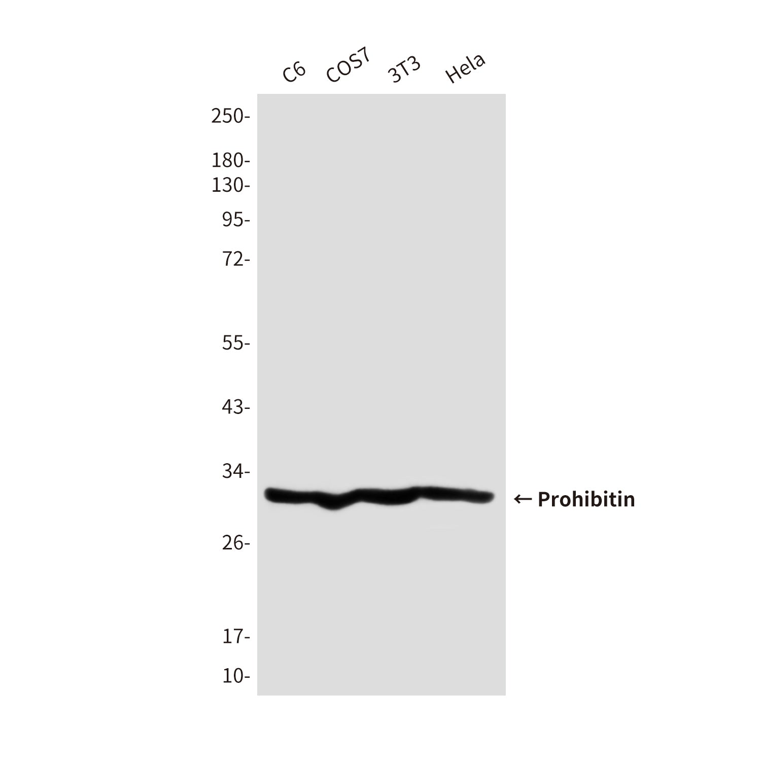 Anti-Prohibitin (5H7) Mouse Monoclonal Antibody