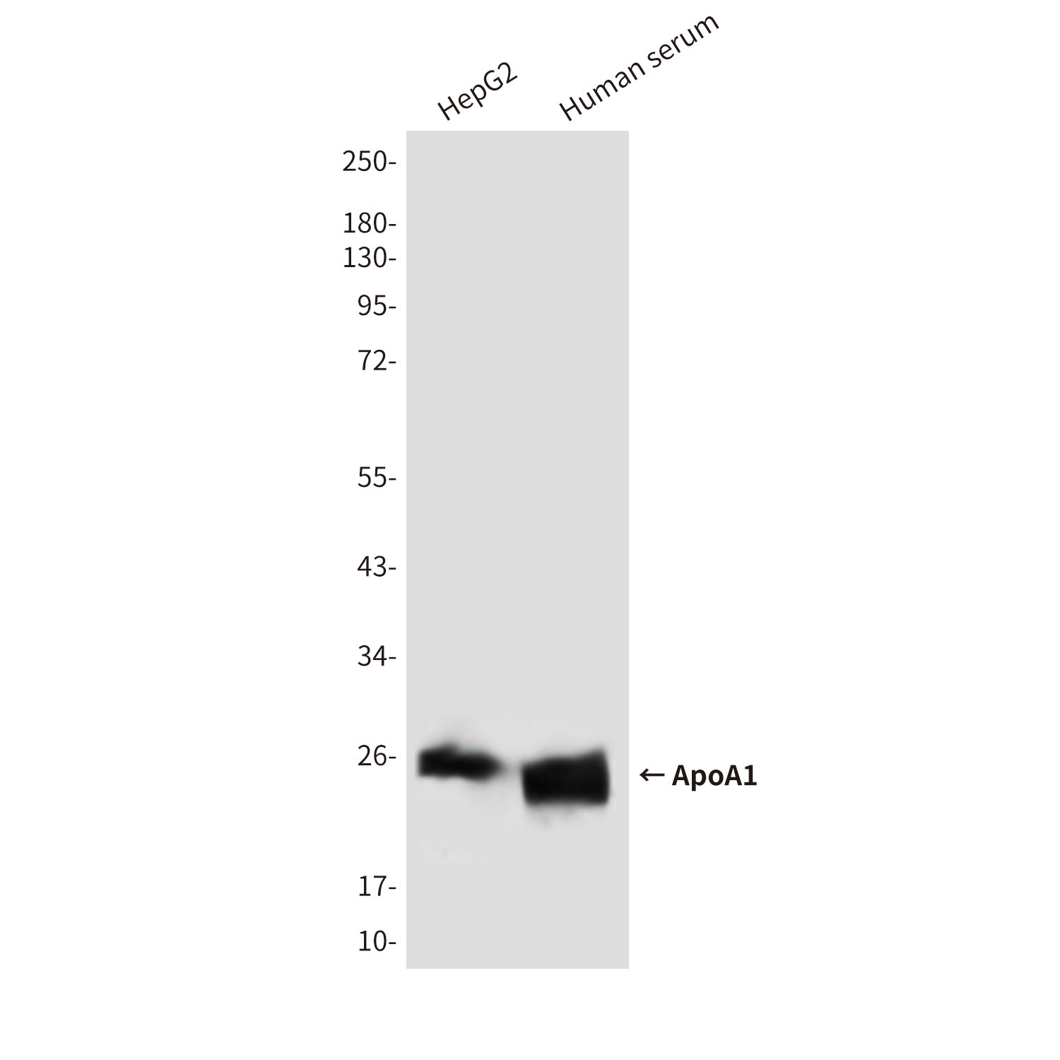 Anti-ApoA1 (2D6) Mouse Monoclonal Antibody