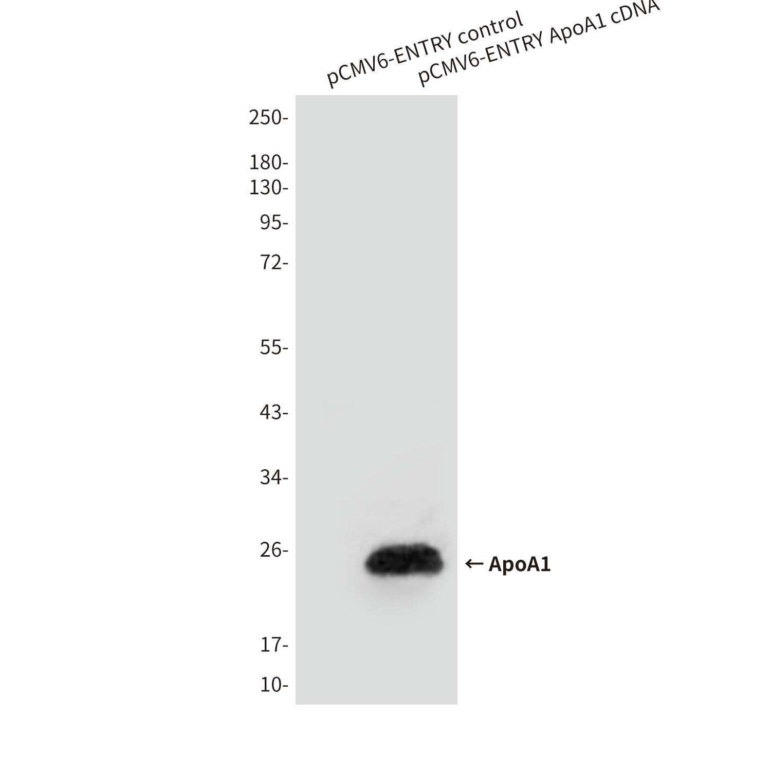 Anti-ApoA1 (2D6) Mouse Monoclonal Antibody