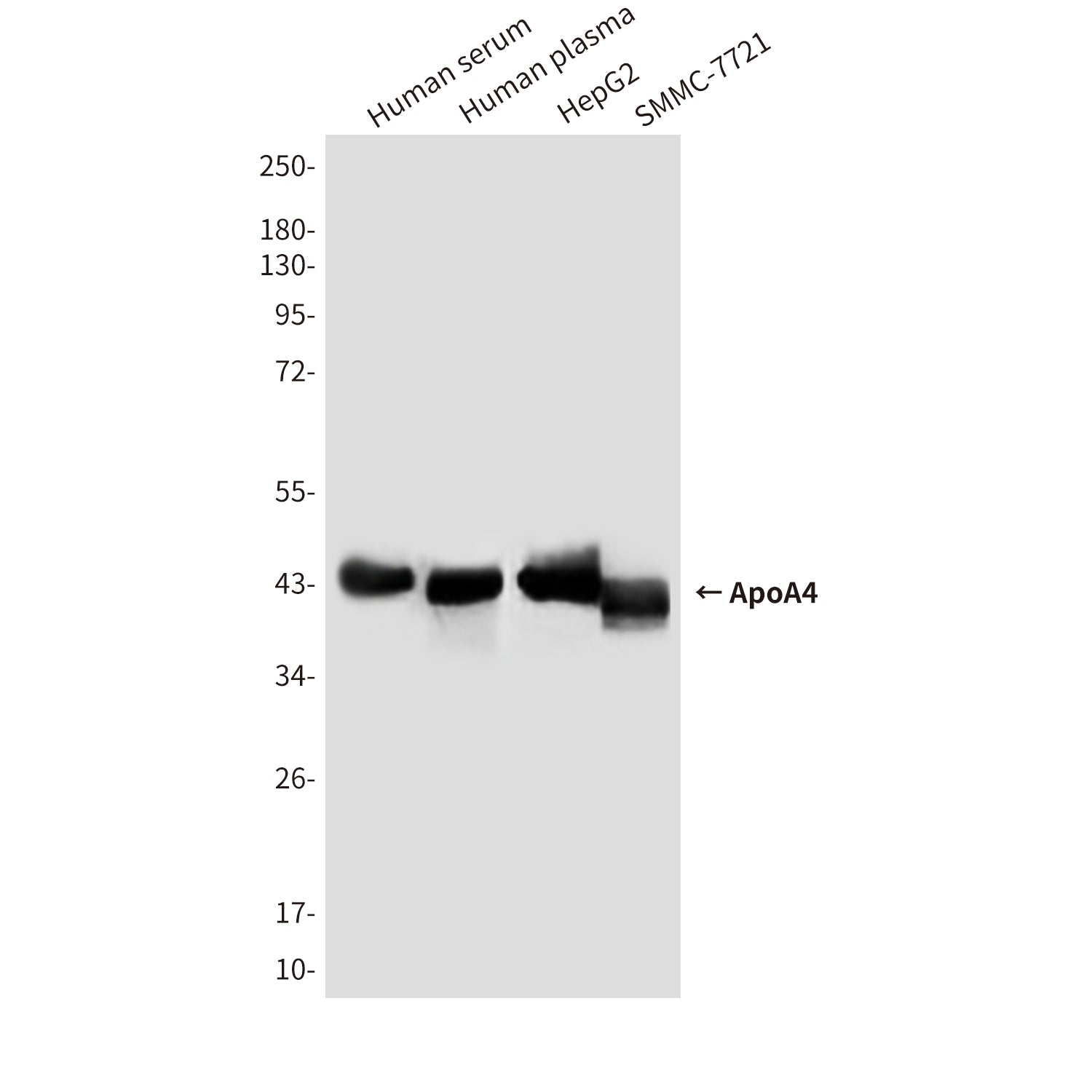 Anti-ApoA4 Mouse Monoclonal Antibody