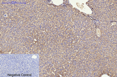 Anti-Cytokeratin 8 (10A5) Mouse Monoclonal Antibody
