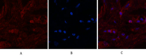 Anti-alpha Lactalbumin (10B3) Mouse Monoclonal Antibody