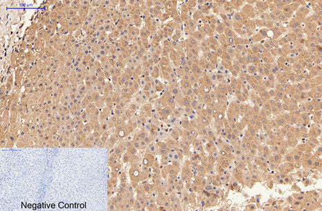 Anti-alpha Lactalbumin (10B3) Mouse Monoclonal Antibody