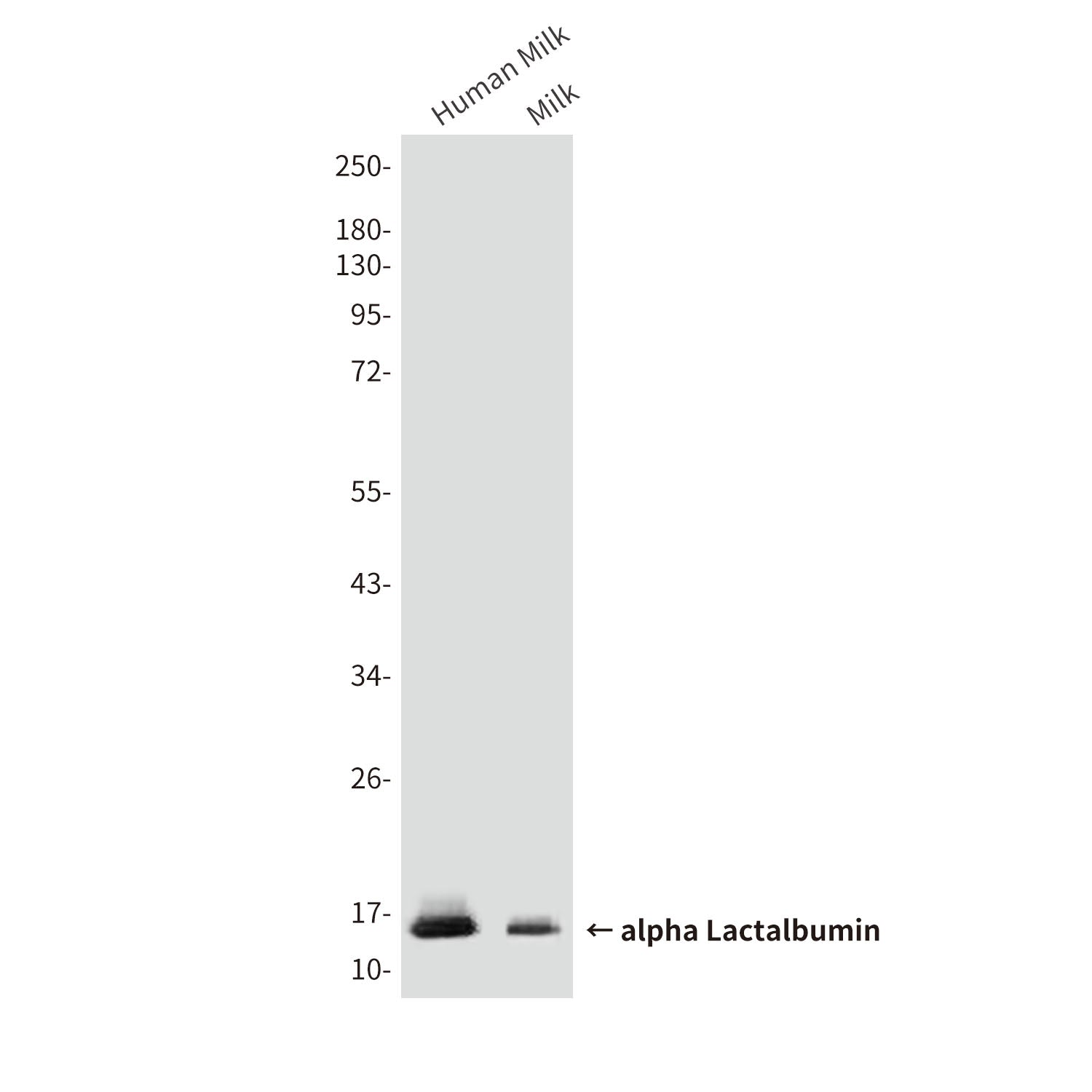 Anti-alpha Lactalbumin (10B3) Mouse Monoclonal Antibody
