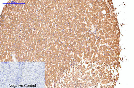 Anti-CD16 (9G6) Mouse Monoclonal Antibody