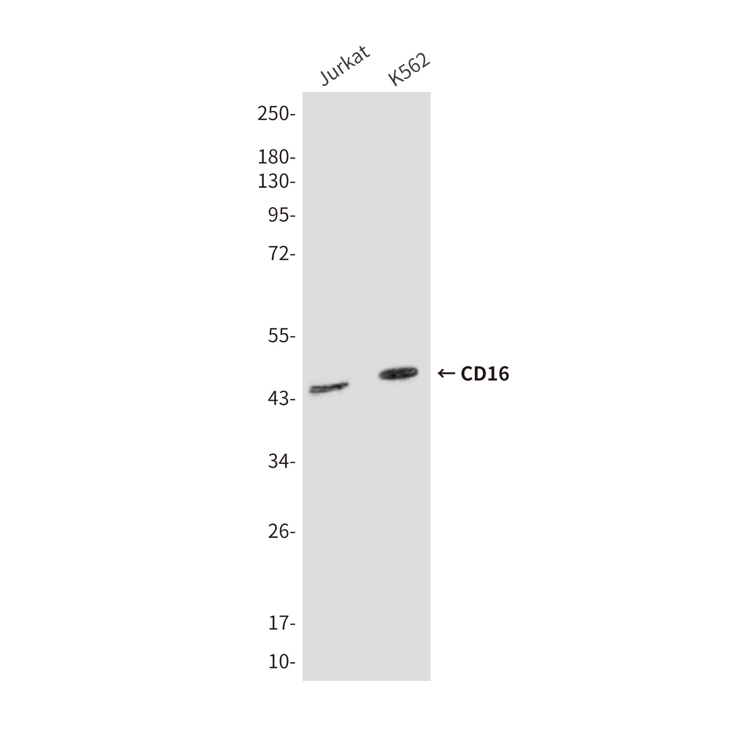 Anti-CD16 (9G6) Mouse Monoclonal Antibody