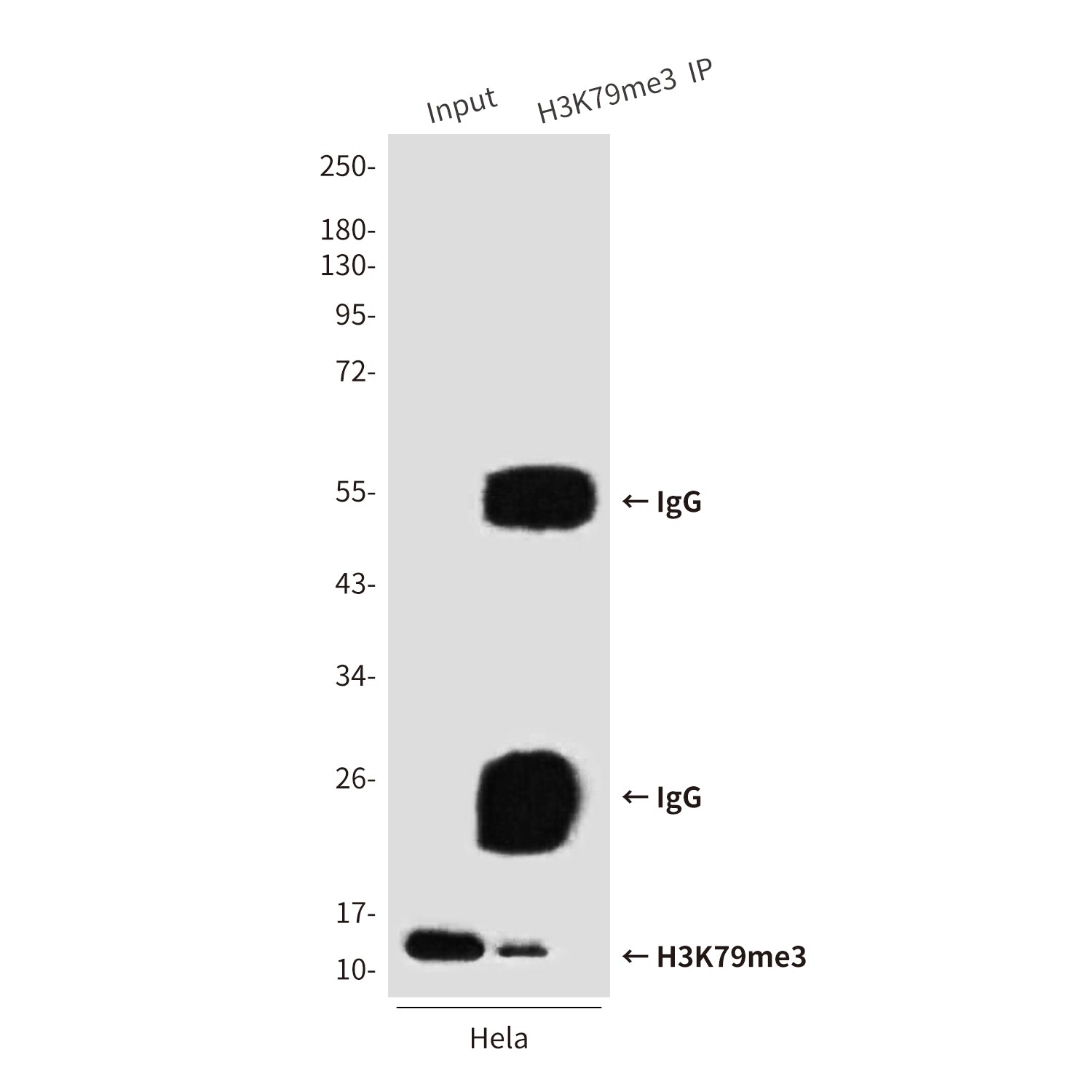 Anti-TriMethyl-Histone H3 (Lys79) (6A6) Mouse Monoclonal Antibody