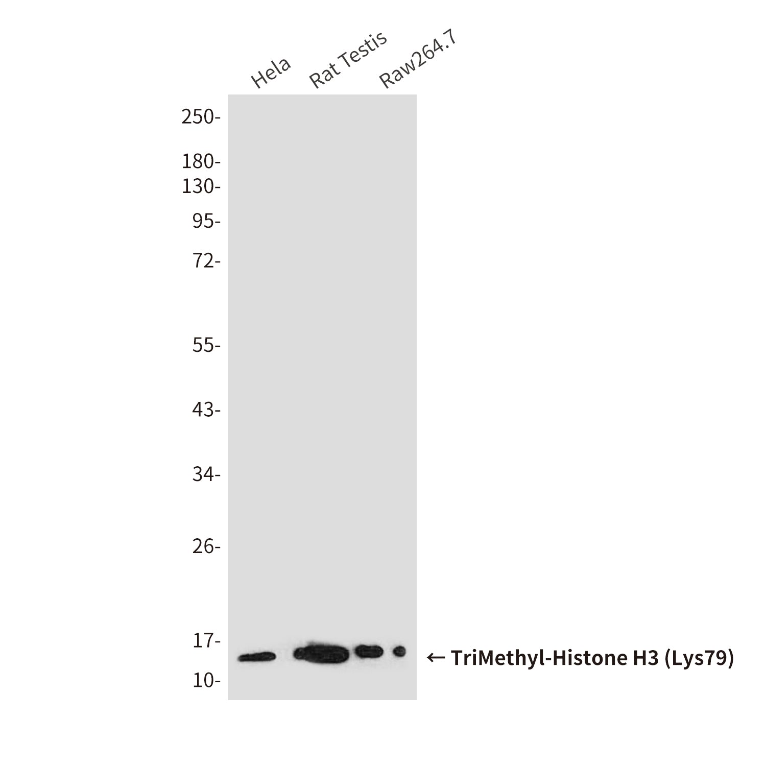 Anti-TriMethyl-Histone H3 (Lys79) (6A6) Mouse Monoclonal Antibody