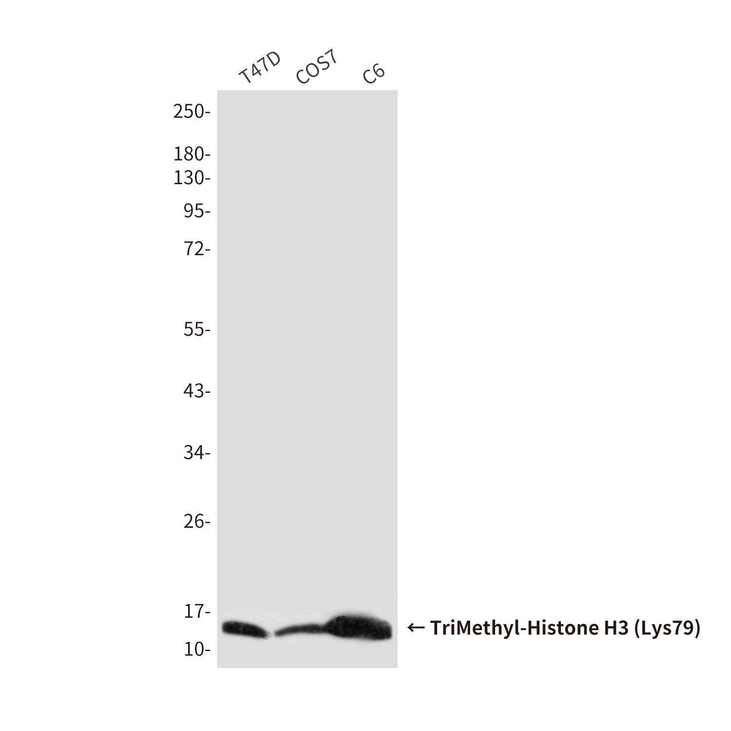 Anti-TriMethyl-Histone H3 (Lys79) (6A6) Mouse Monoclonal Antibody
