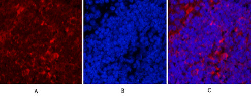 Anti-Hsp90 beta (6A7) Mouse Monoclonal Antibody