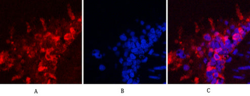 Anti-Hsp90 beta (6A7) Mouse Monoclonal Antibody