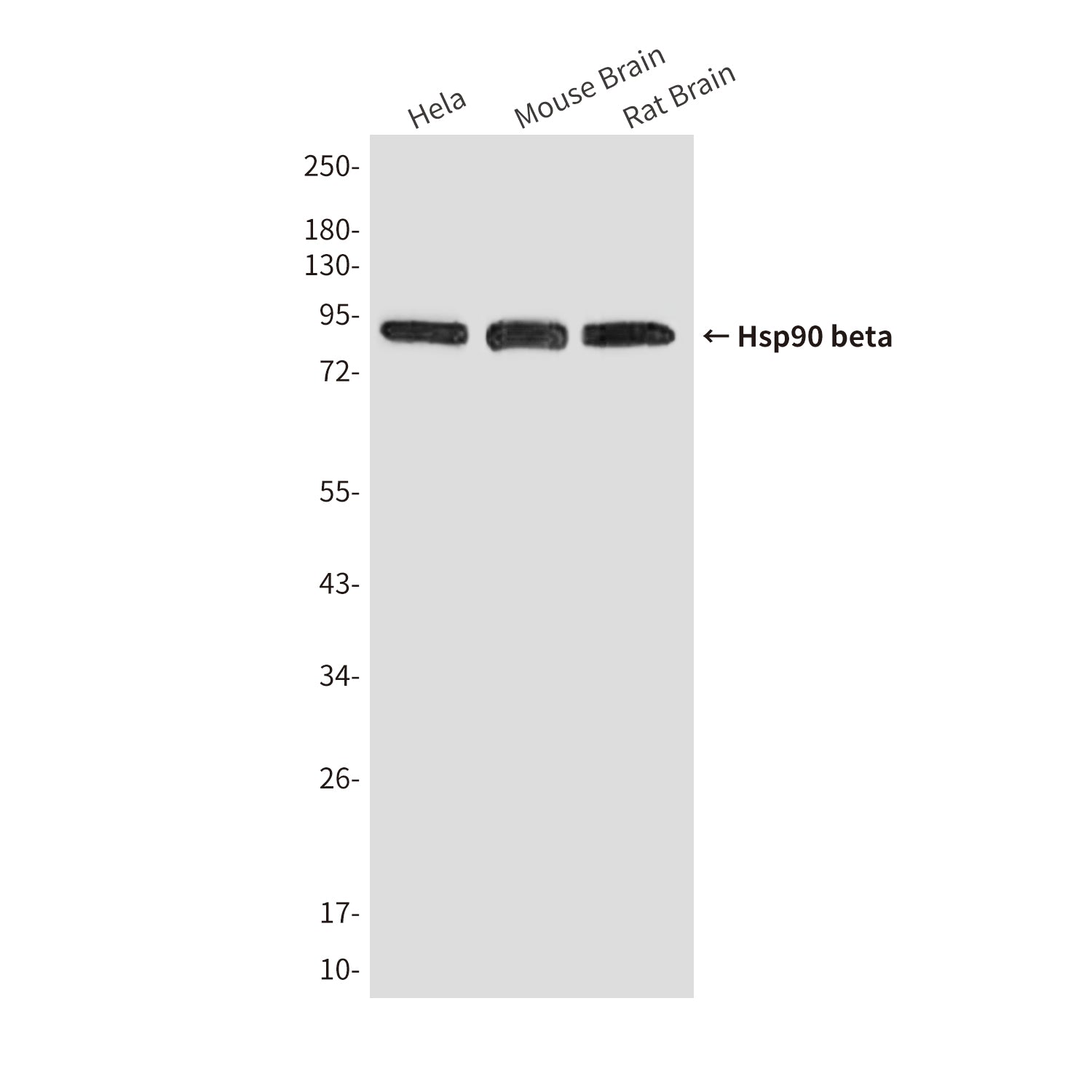 Anti-Hsp90 beta (6A7) Mouse Monoclonal Antibody