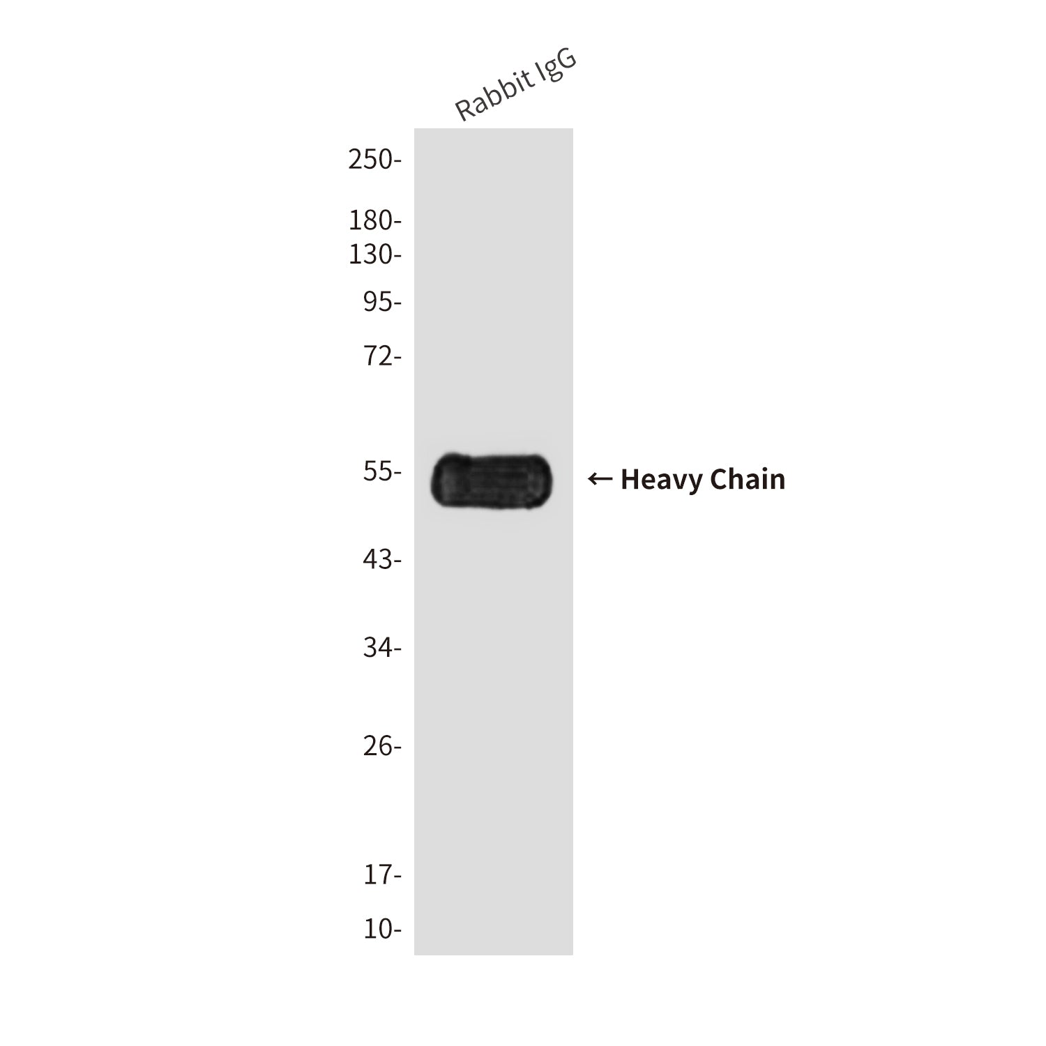 Anti-Rabbit IgG Fc (6D3) Mouse Monoclonal Antibody