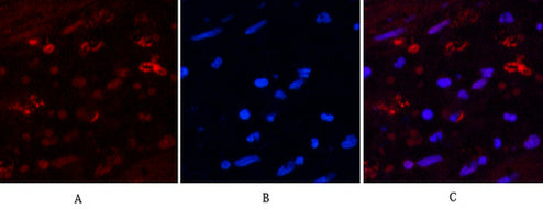 Anti-Hydroxyacid Oxidase 1 (4B4) Mouse Monoclonal Antibody