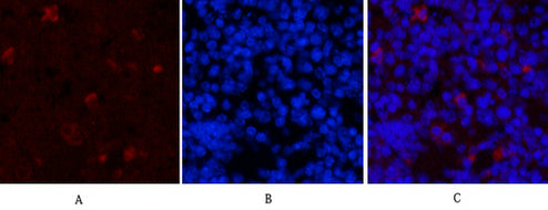 Anti-Hydroxyacid Oxidase 1 (4B4) Mouse Monoclonal Antibody