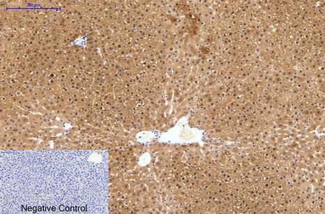 Anti-Hydroxyacid Oxidase 1 (4B4) Mouse Monoclonal Antibody