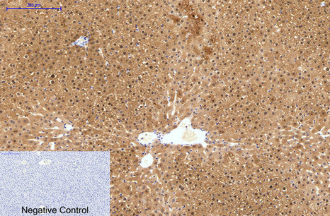 Anti-Hydroxyacid Oxidase 1 (4B4) Mouse Monoclonal Antibody